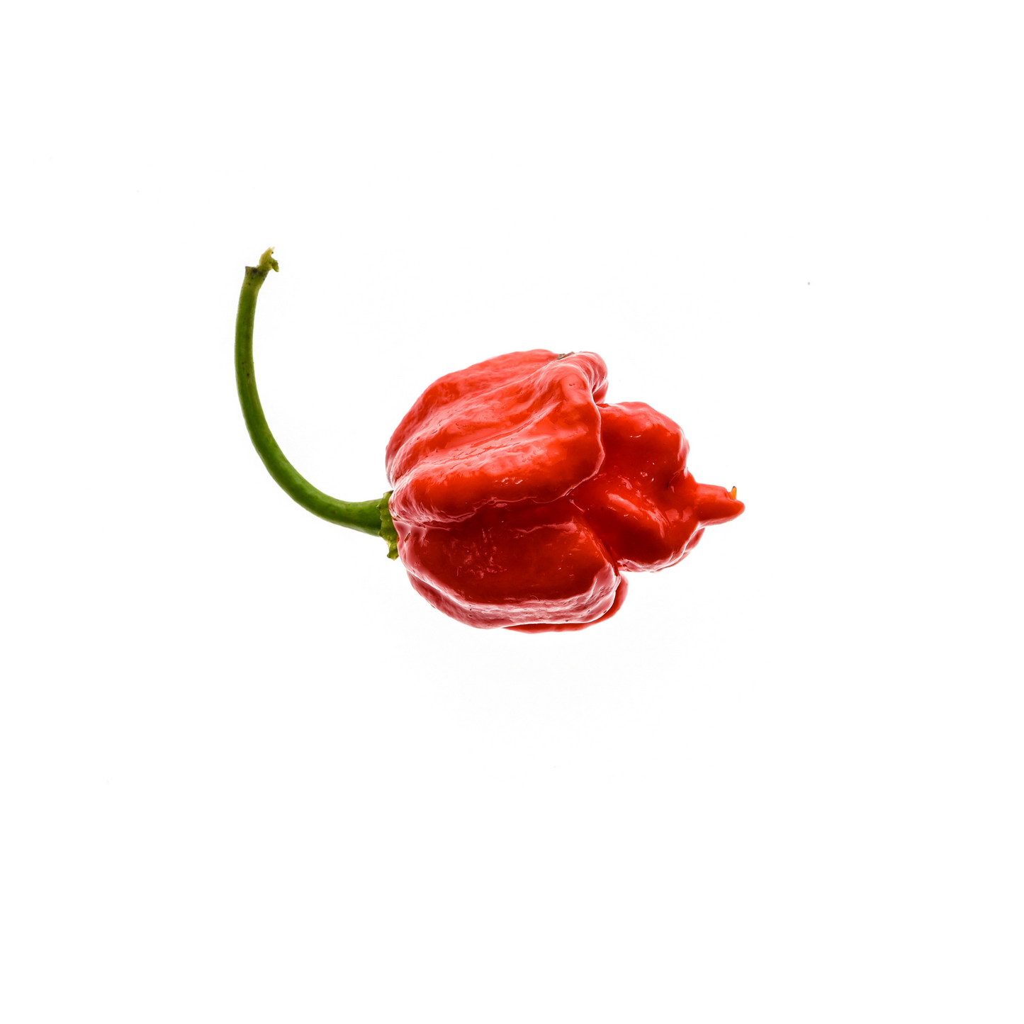Pack of 10 Scorpion Pepper Seeds, Organic Non GMO