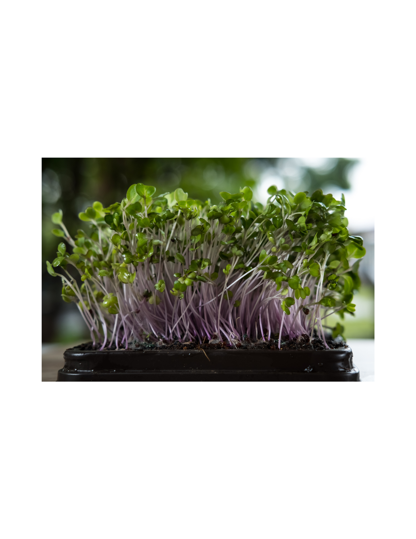 Complete Microgreen Kit to Start Growing Your Own Food