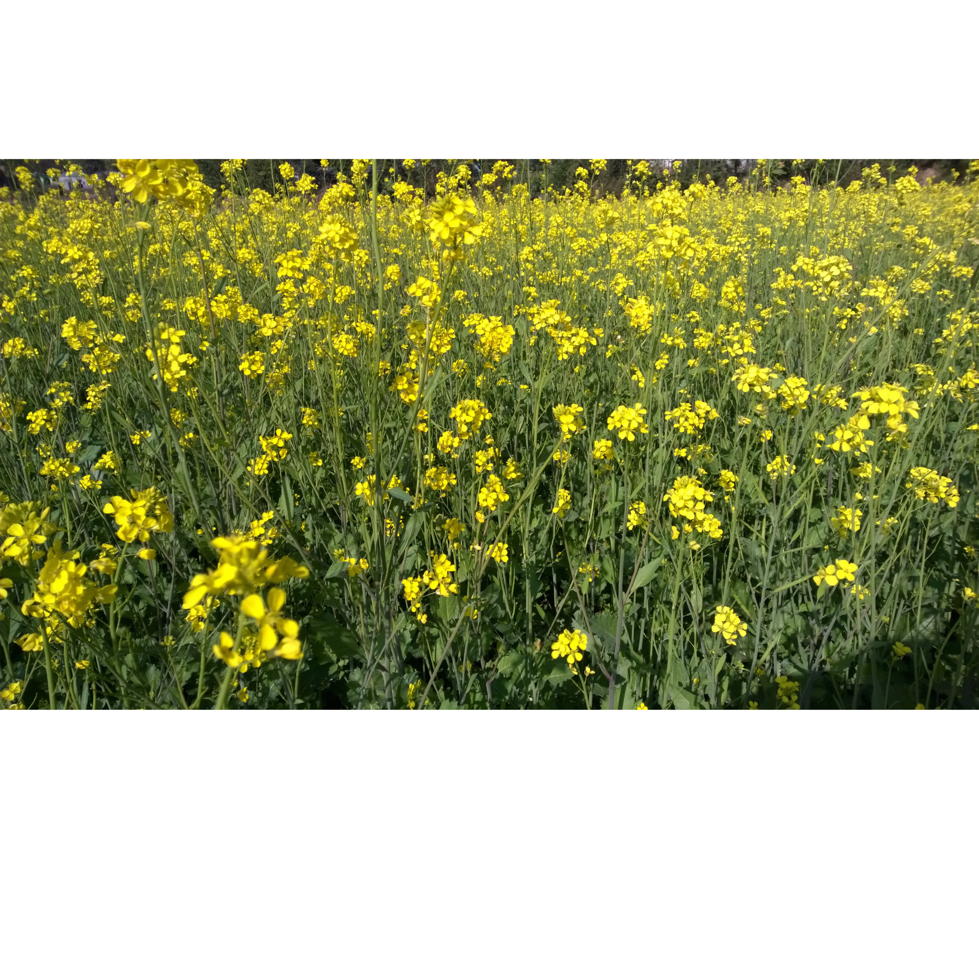 yellow mustard flowers growing in a field