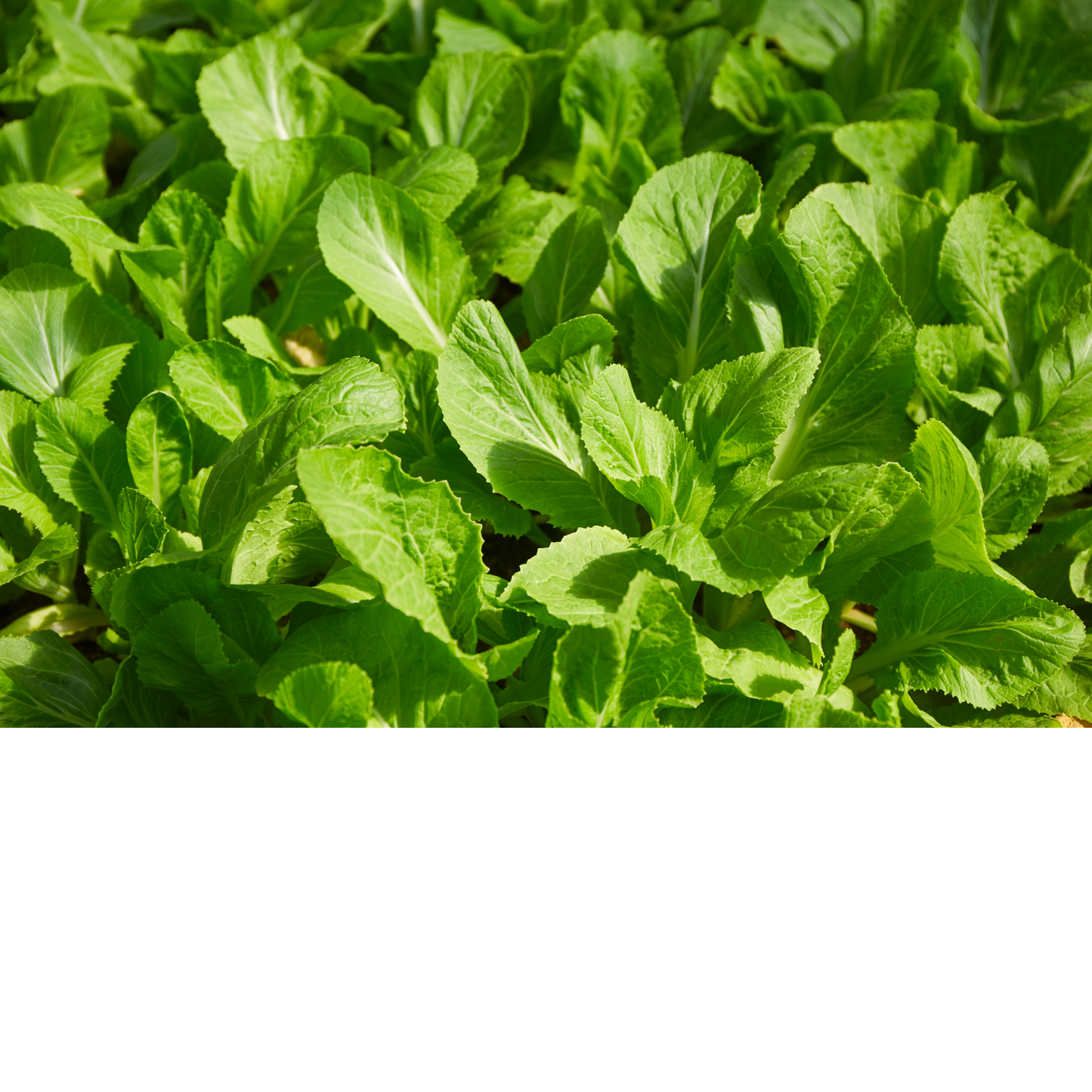 Mustard green growing in a garden bed