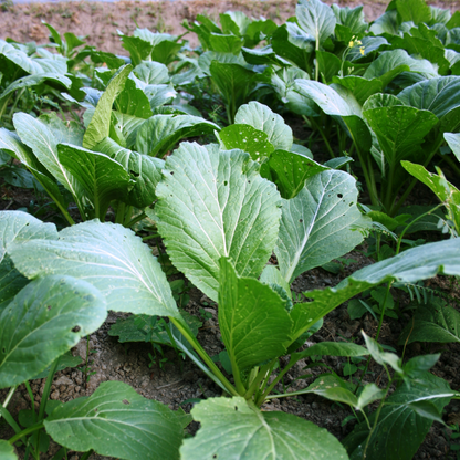 Mustard greens growing in a field