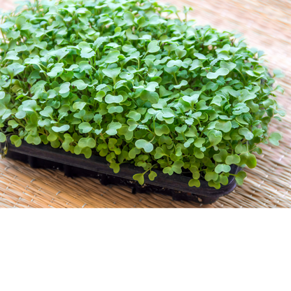 Mustard microgreens growing in a black growing tray