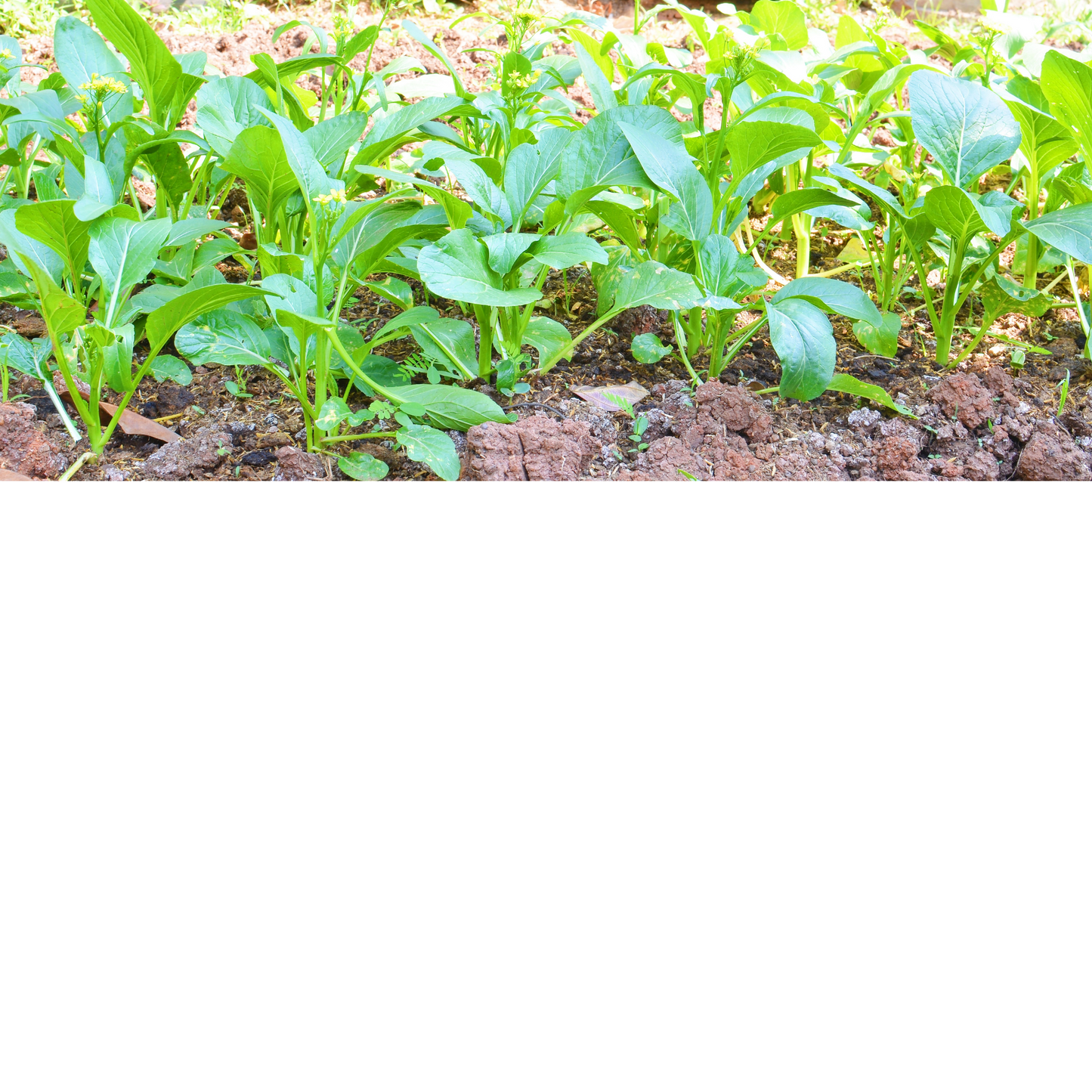 Mustard greens growing in a field