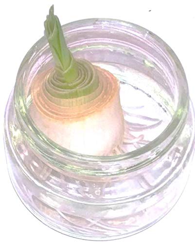 Rooting Jars for Regrowing Herbs, Vegetables and More