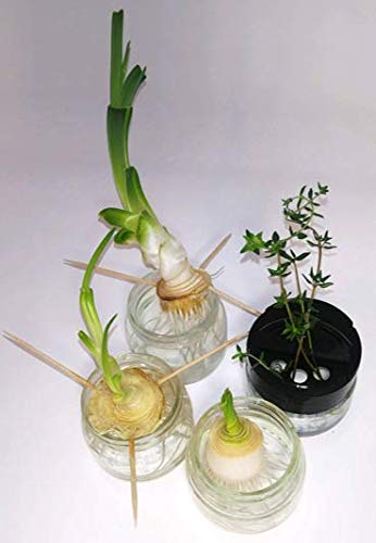 Rooting Jars for Regrowing Herbs, Vegetables and More