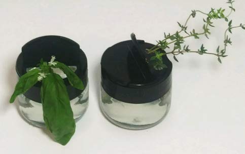 Rooting Jars for Regrowing Herbs, Vegetables and More