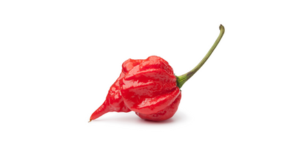 single scorpion pepper