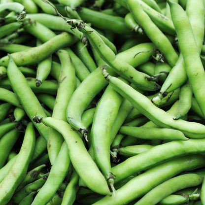 Organic, Non-GMO Broad Fava Beans Count of 15