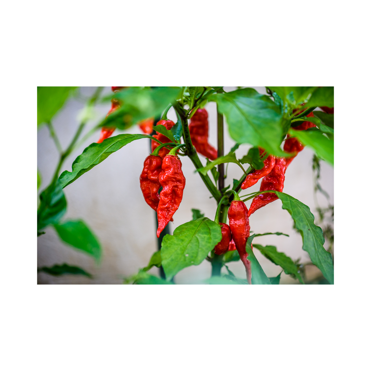 Pack of 15 Ghost Pepper Seeds, Organic Non GMO