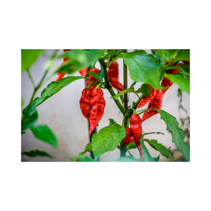 Pack of 15 Ghost Pepper Seeds, Organic Non GMO