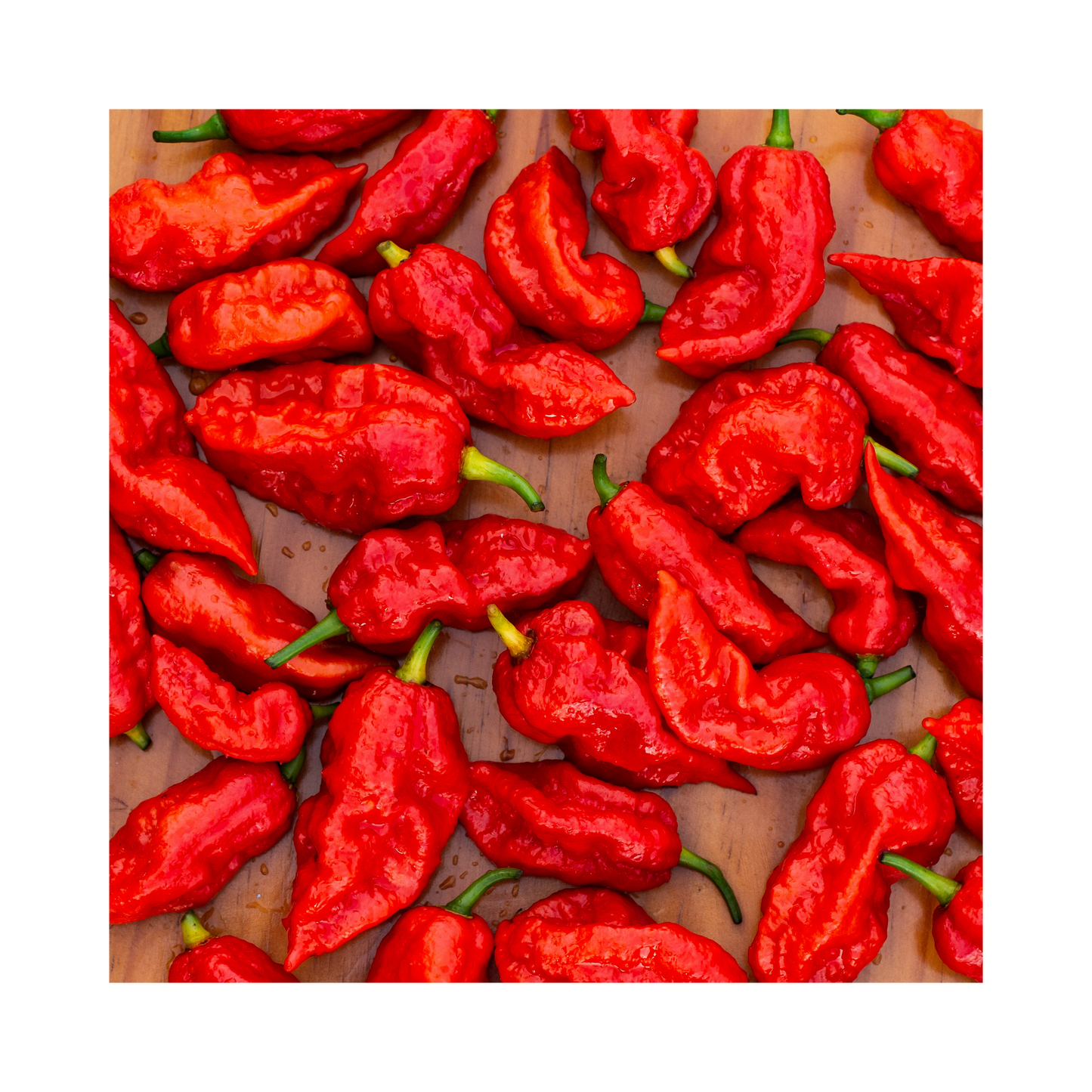 Pack of 15 Total Seeds - Carolina Reaper and Ghost Peppers - Hot Mix - Organic Non-GMO