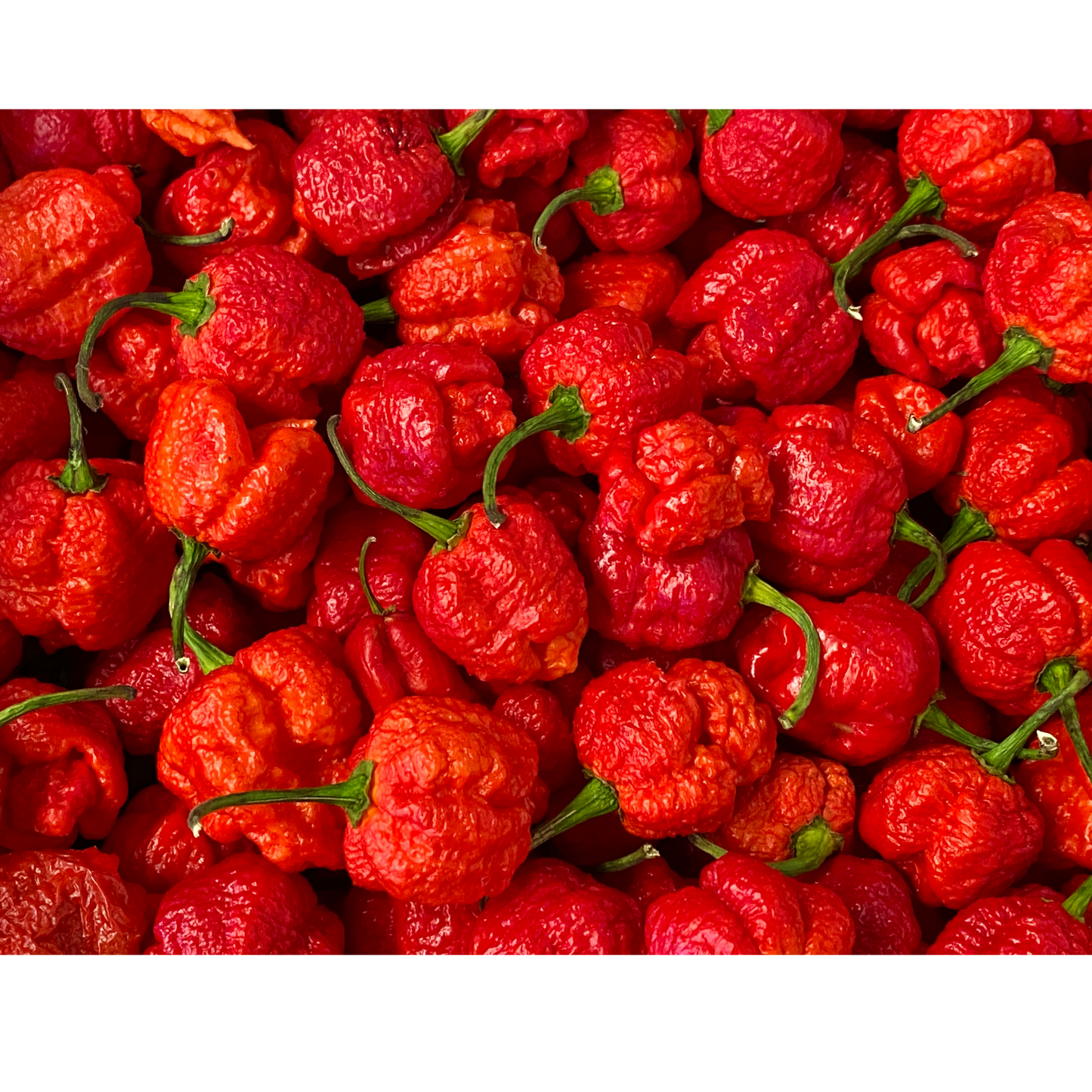 Pack of 15 Total Seeds - Carolina Reaper and Ghost Peppers - Hot Mix - Organic Non-GMO