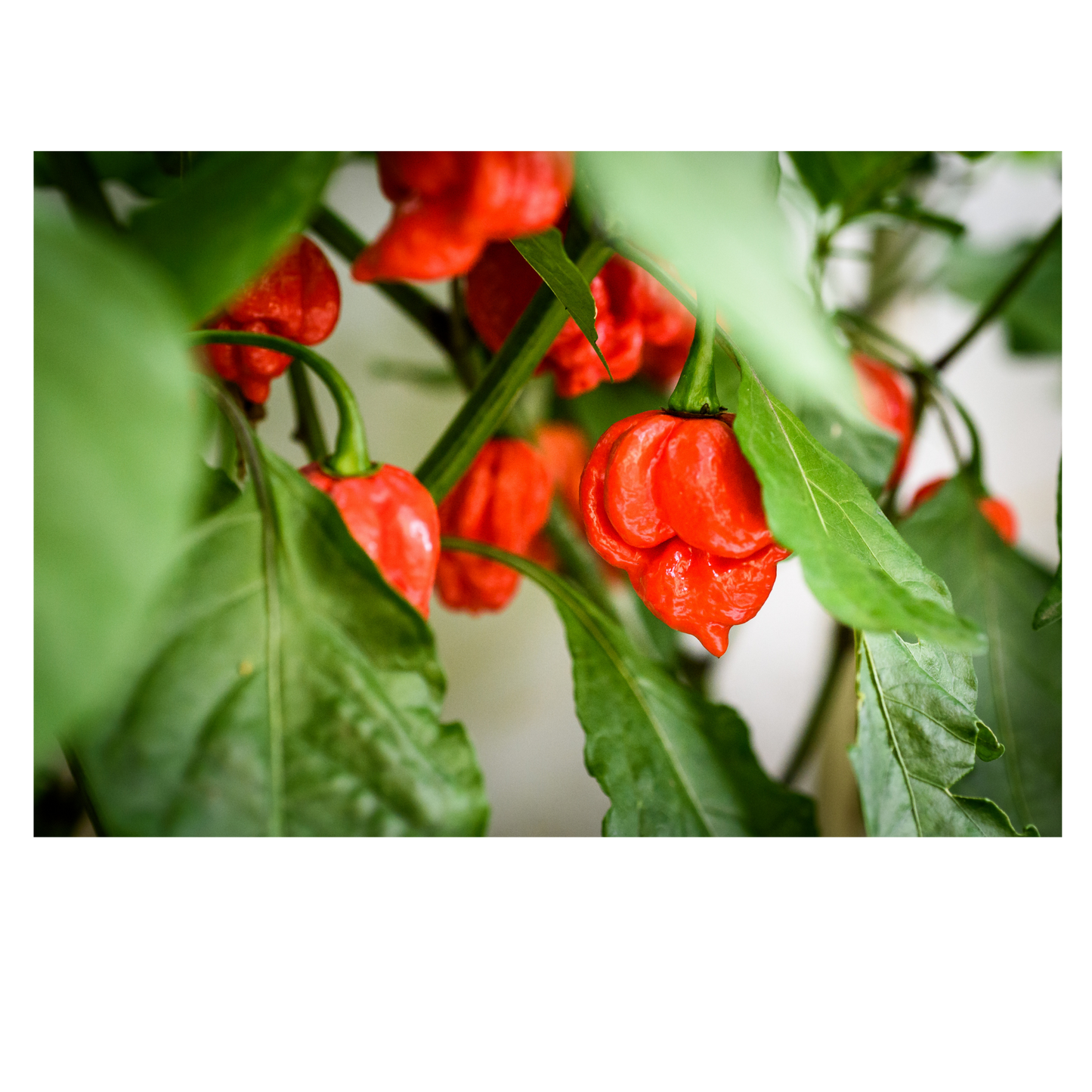 Pack of 10 Mixed Exotic Hot Pepper Seeds