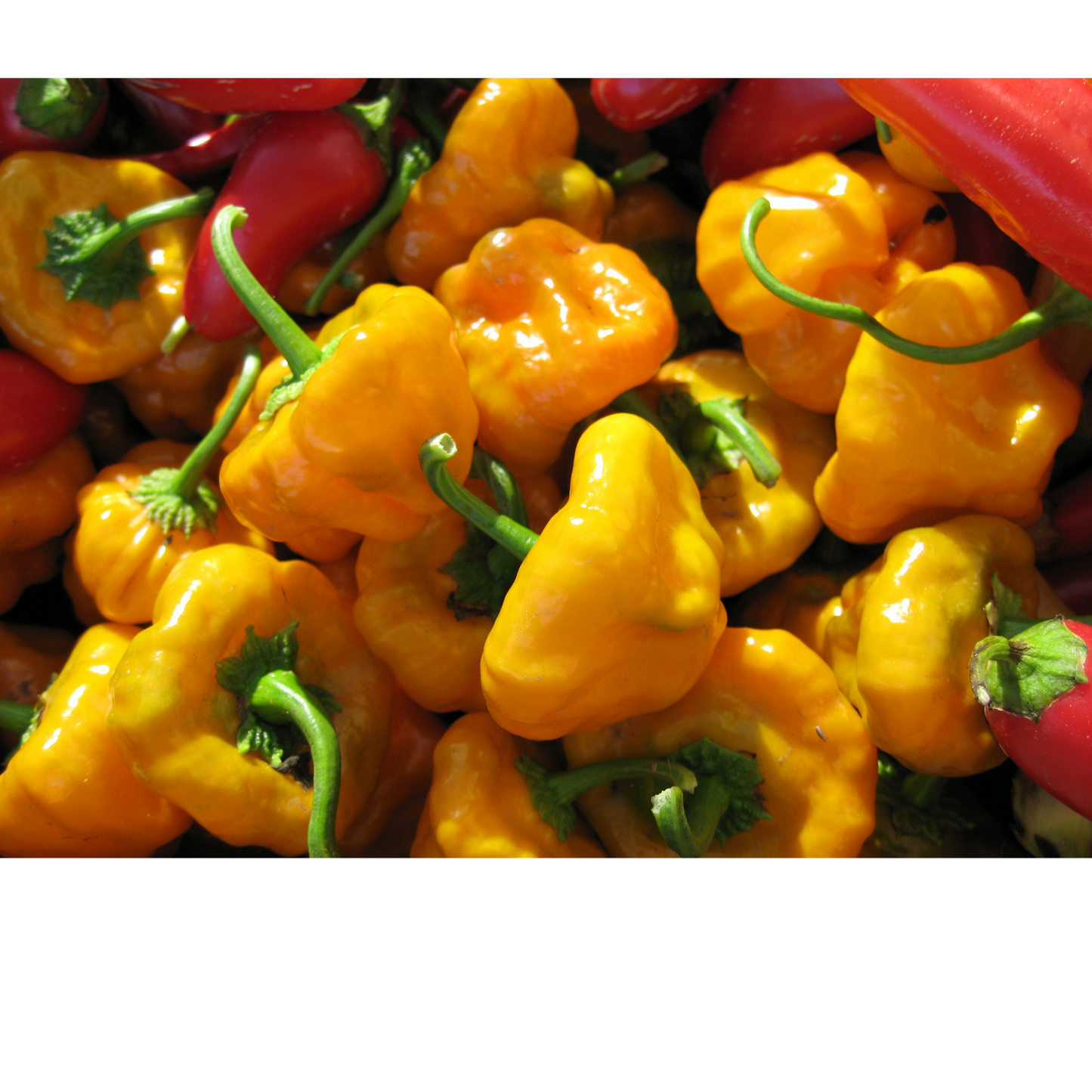 Pack of 10 Mixed Exotic Hot Pepper Seeds