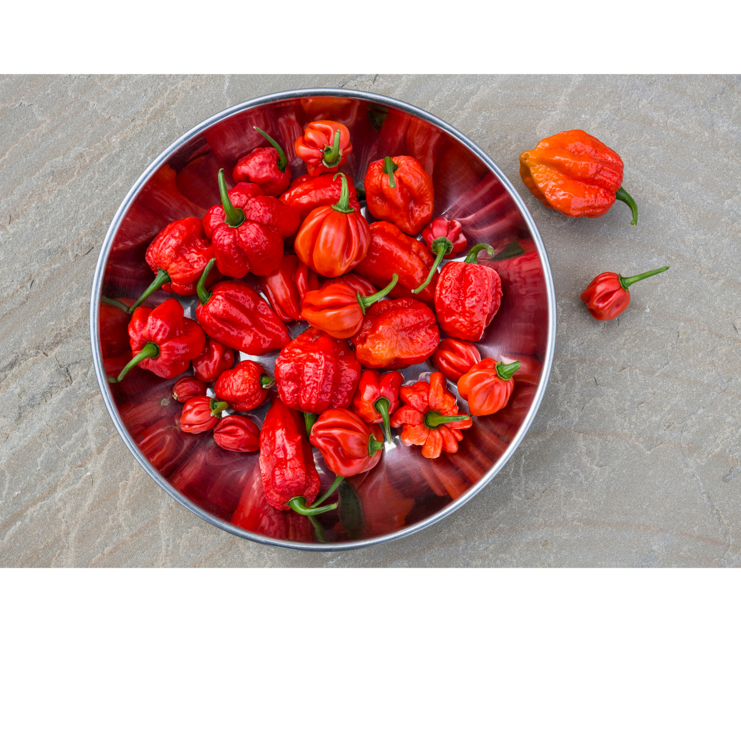 Pack of 10 Scorpion Pepper Seeds, Organic Non GMO